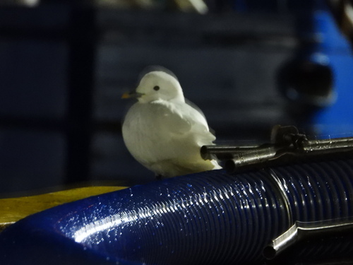 Ivory Gull｜象牙鸥 参考照片