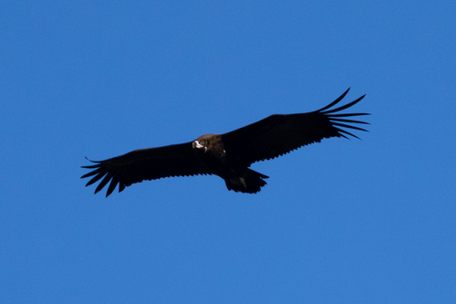 Cinereous Vulture (Aegypius monachus), photo 6