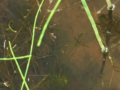 Potamogeton foliosus