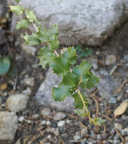 Quercus chrysolepis × palmeri