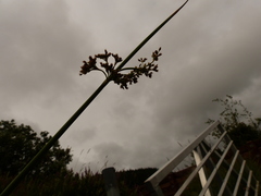 Juncus effusus effusus