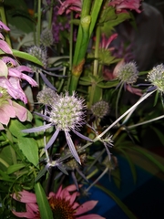 Eryngium hookeri