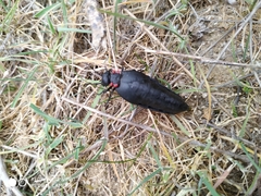 Physomeloe corallifer