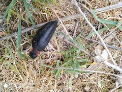 Physomeloe corallifer