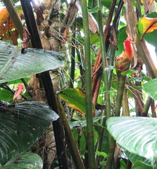 Costus zamoranus