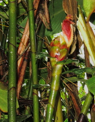 Costus zamoranus