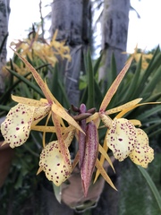 × Brassocattleya