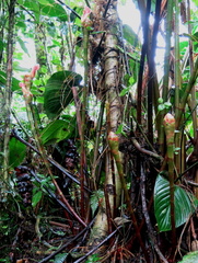 Costus zamoranus