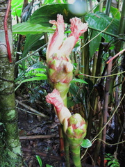 Costus zamoranus