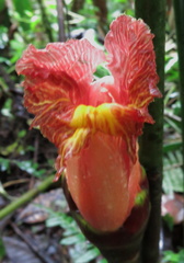 Costus zamoranus