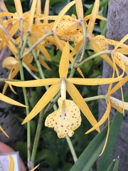 × Brassocattleya