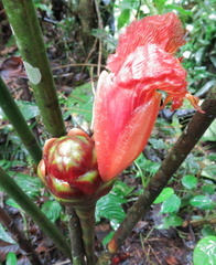 Costus zamoranus