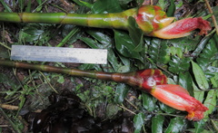 Costus zamoranus