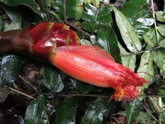 Costus zamoranus