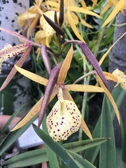 × Brassocattleya