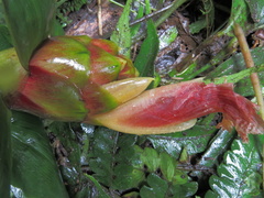 Costus zamoranus