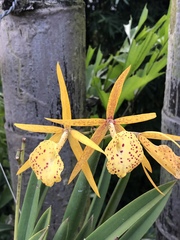 × Brassocattleya