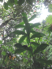 Costus zamoranus