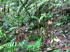 Costus zamoranus
