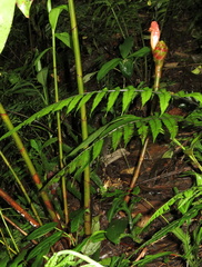 Costus zamoranus
