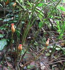 Costus zamoranus