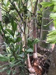 Arecaceae