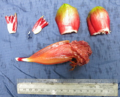 Costus zamoranus