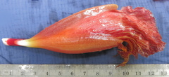Costus zamoranus