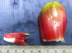 Costus zamoranus