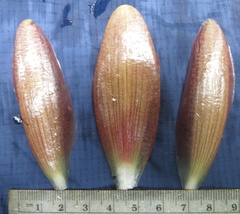 Costus zamoranus