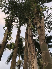 Arecaceae