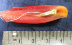 Costus zamoranus