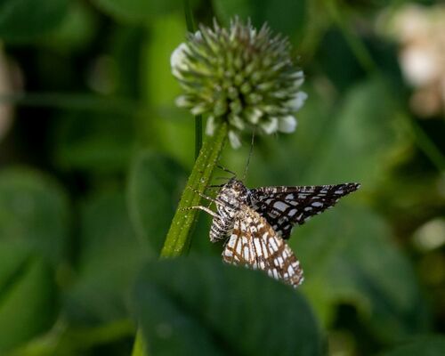 Latticed Heath photo 5