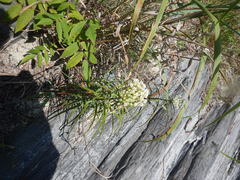 Asclepias angustifolia
