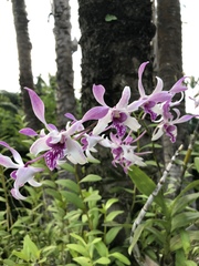 Orchidaceae