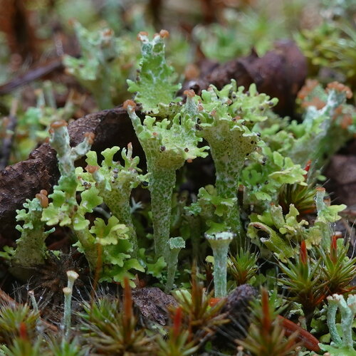 Cladonia macrophyllodes
