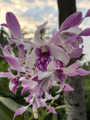 Orchidaceae