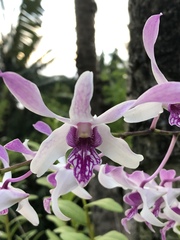 Orchidaceae