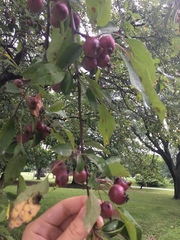 Malus