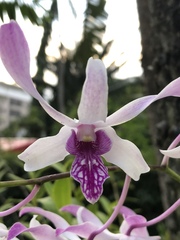 Orchidaceae
