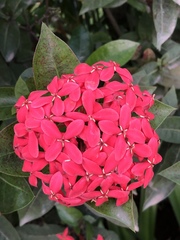 Ixora coccinea