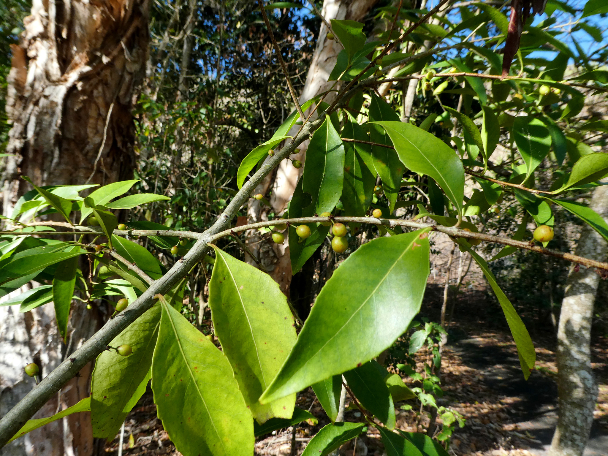 Denhamia fasciculiflora