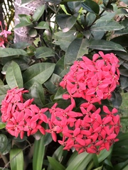Ixora coccinea