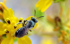 Lasioglossum microlepoides