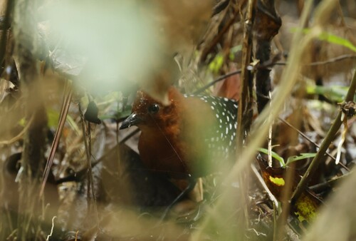 White-spotted Flufftail (Sarothrura pulchra), photo 5