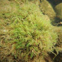 Fissidens fontanus