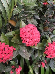 Ixora coccinea