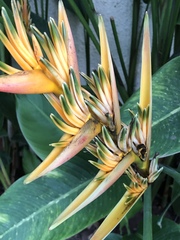 Heliconia