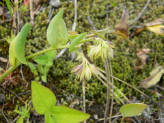 Mertensia longiflora