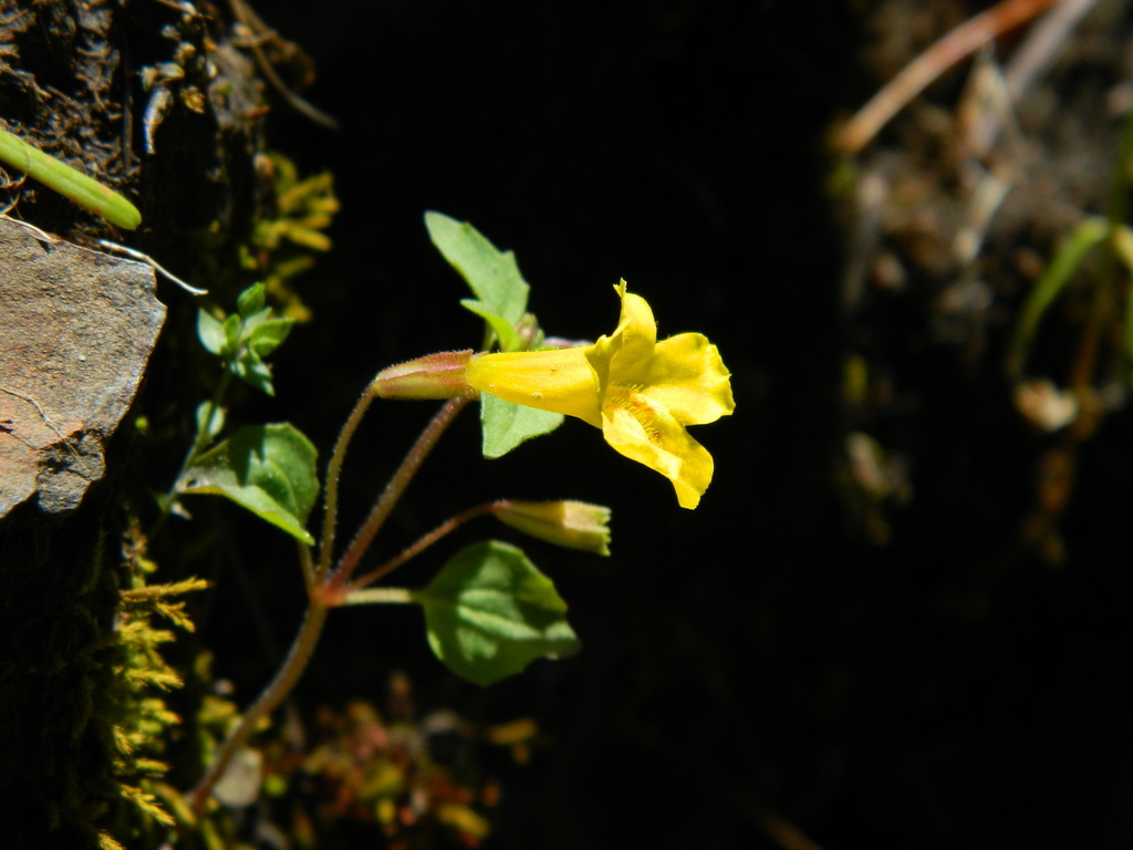 Nez Perce Monkeyflower
